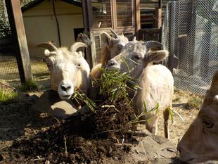 緑回復大作戦～その２～