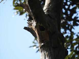 いきもの　謎解き