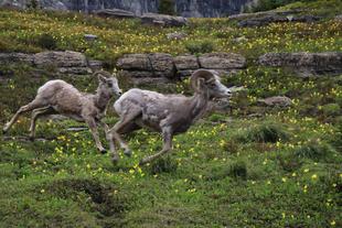 野生のオオツノヒツジに会いに！食べ物編
