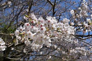 金沢動物園・金沢自然公園桜開花情報【3月24日号】