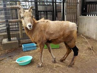 試行錯誤のサポーター作り