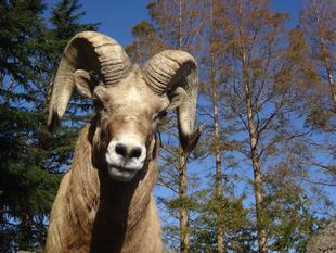 がらがらどん？