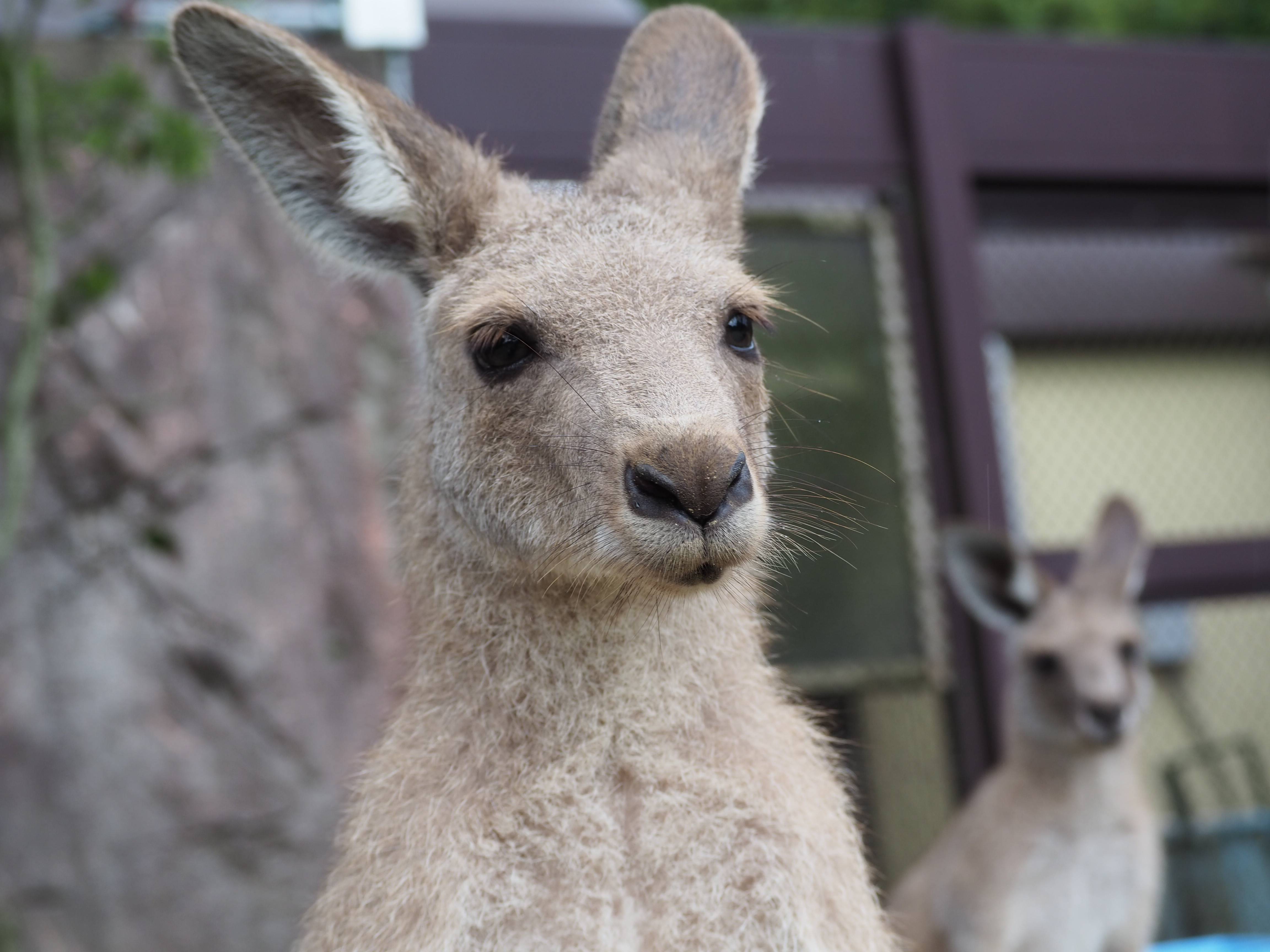 一緒にカンガルーの名前を覚えよう!! ~⑭クローブ編~の写真