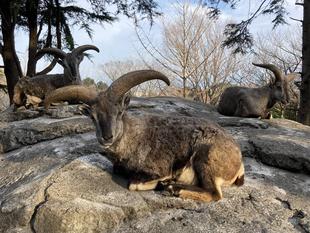 夕方のバーラル