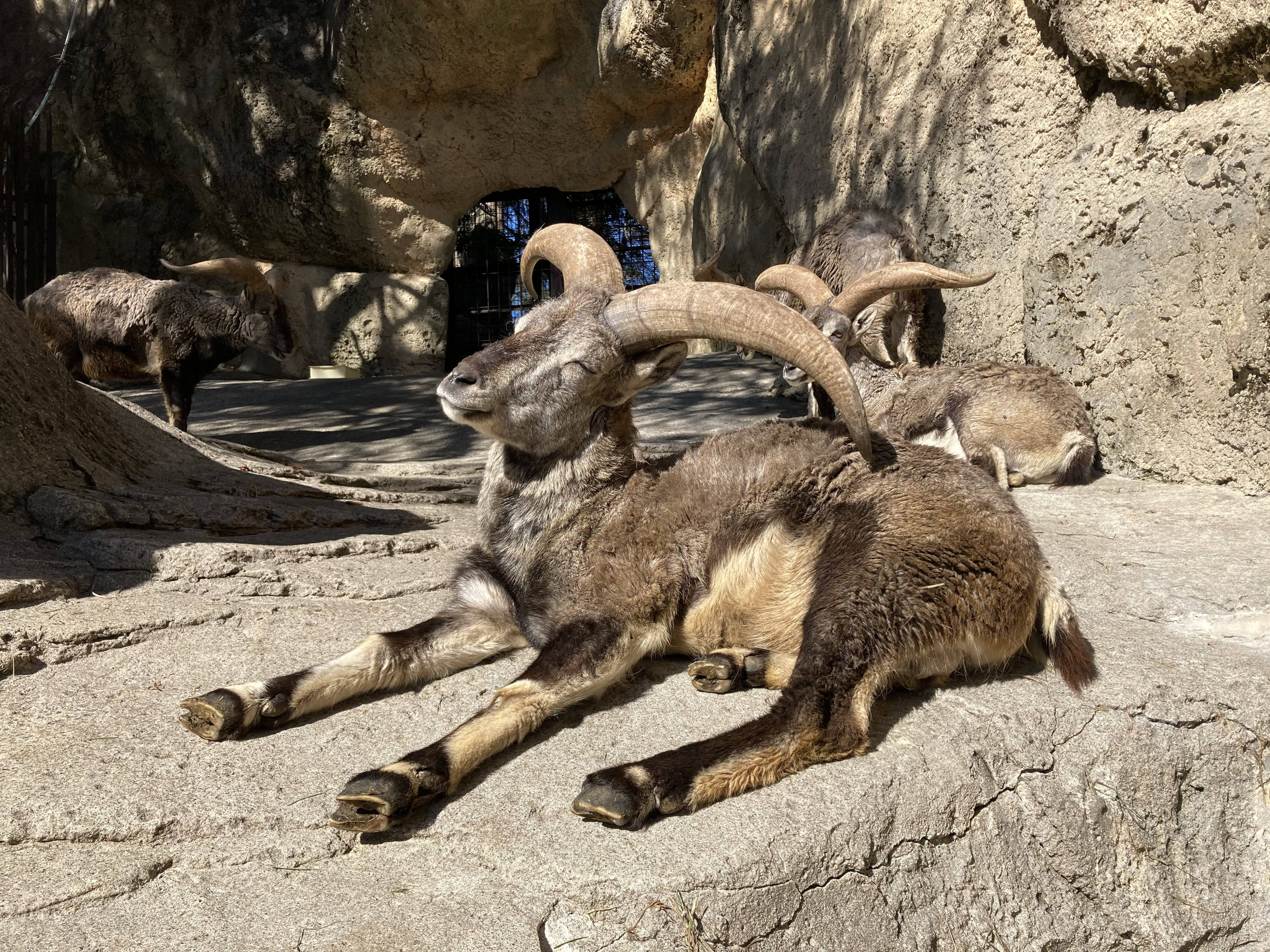 朝日をあびるバーラルの写真