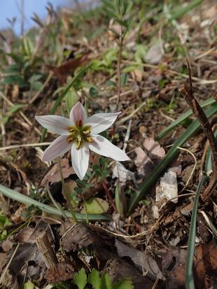 もう春ですね！
