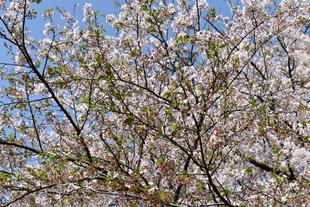 金沢動物園・金沢自然公園桜開花情報【3月31日号】