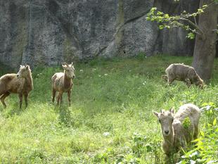 緑回復大作戦～その1