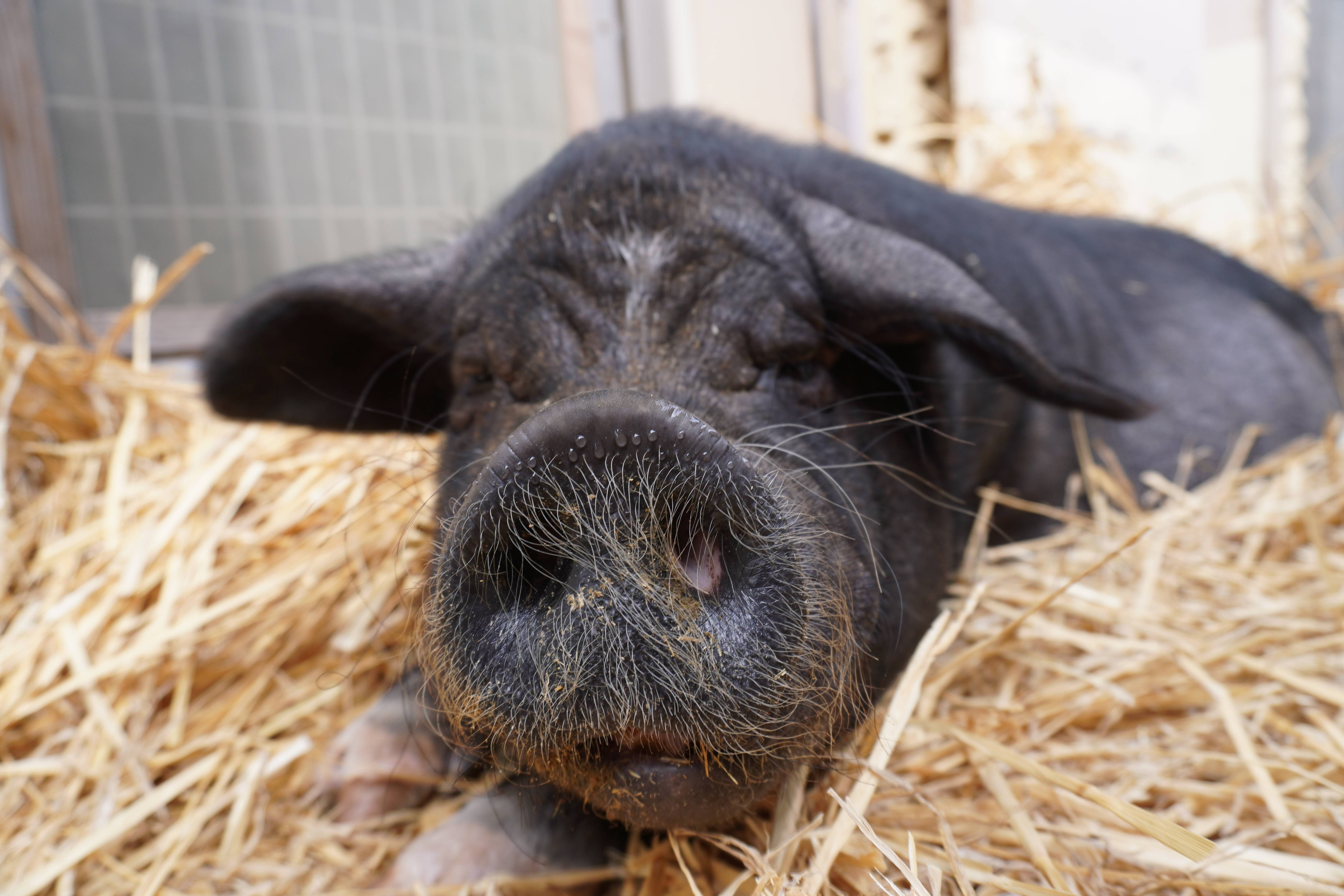 ご覧いただけない動物・施設【2021.5.1更新】の写真