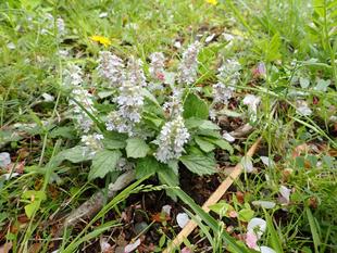 ジュウニヒトエ