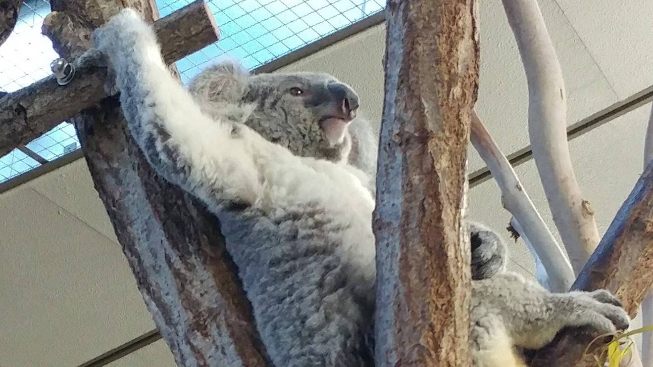 あの止まり木 2の写真