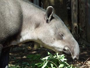 世界バクの日　ベアードバクの場合