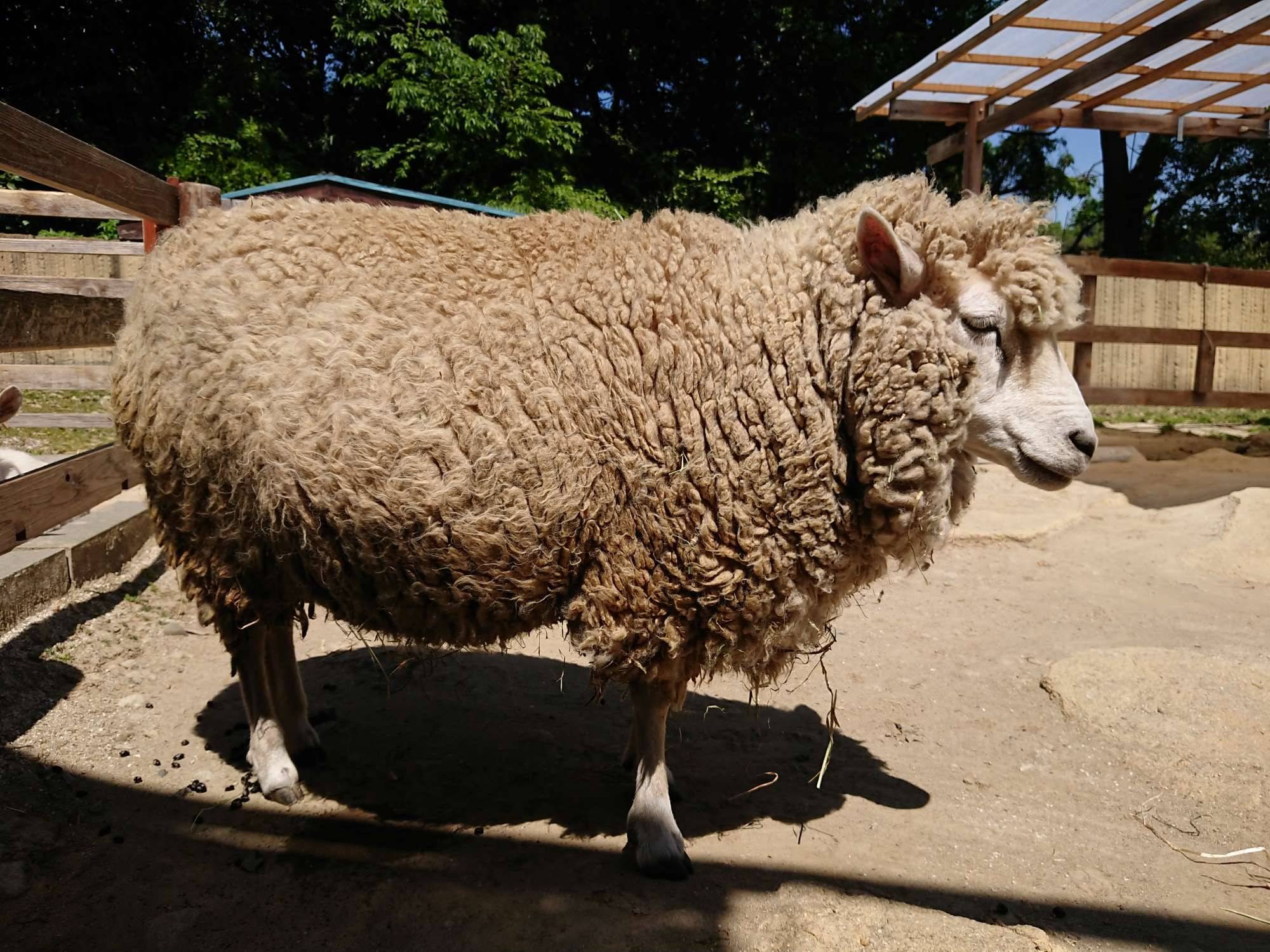 年間で一番モコモコしています こぼれ話 金沢動物園公式サイト 公益財団法人 横浜市緑の協会