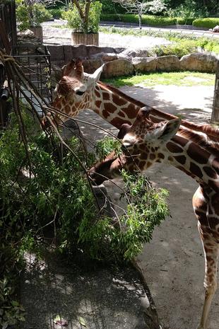 新芽がおいしい季節です