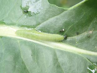 団体プログラム　「虫はかせになろう」