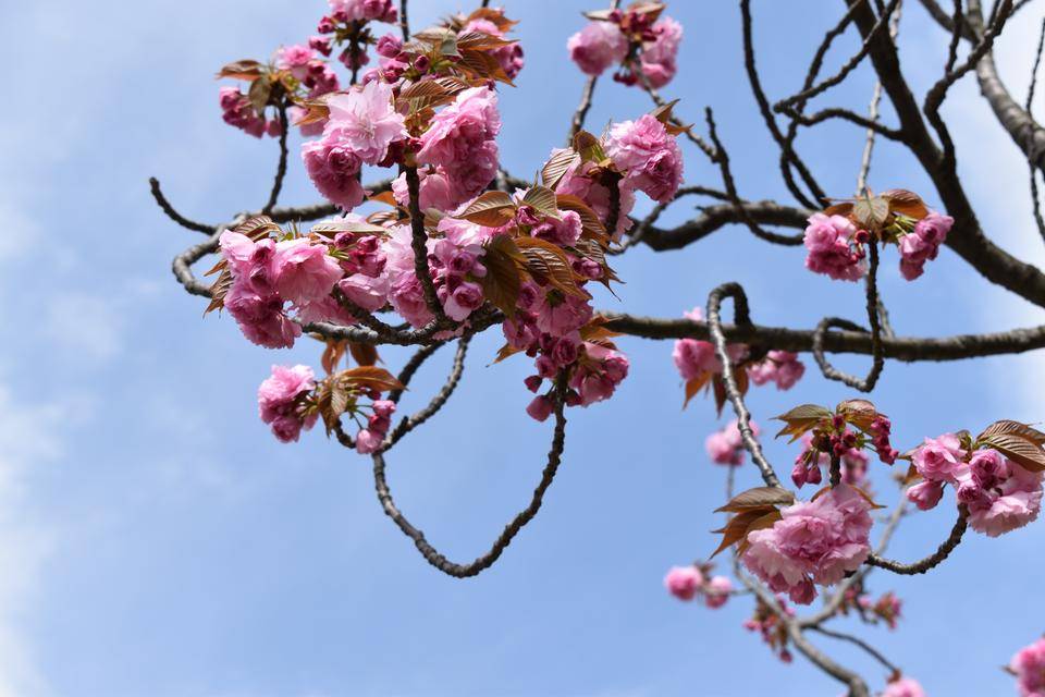 金沢動物園・金沢自然公園桜開花情報【4月4日号】の写真