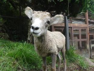 1歳おめでとう！　～ソラの成長記録～