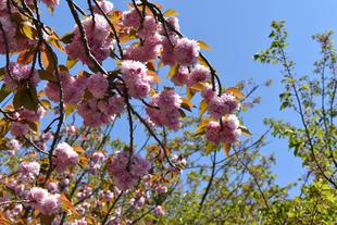 金沢動物園・金沢自然公園桜開花情報【4月11日号】
