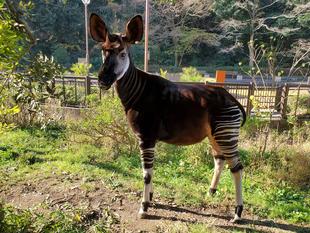 キィァンガお久しぶり