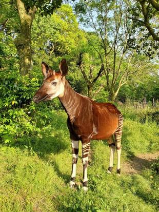 キィァンガ 日本最高齢おめでとう