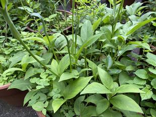 カラスビシャク