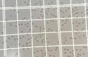 こんな所にもある動物の違い