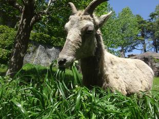 草地の展示場、再OPENしました!