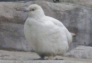 「ライチョウの換羽が始まりました」