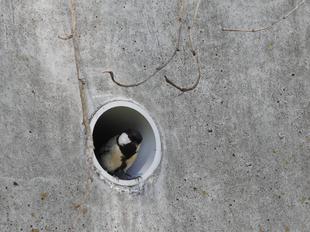 いろいろ。たまごとか巣とか。