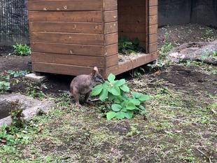 カンガルーのとなりにいます
