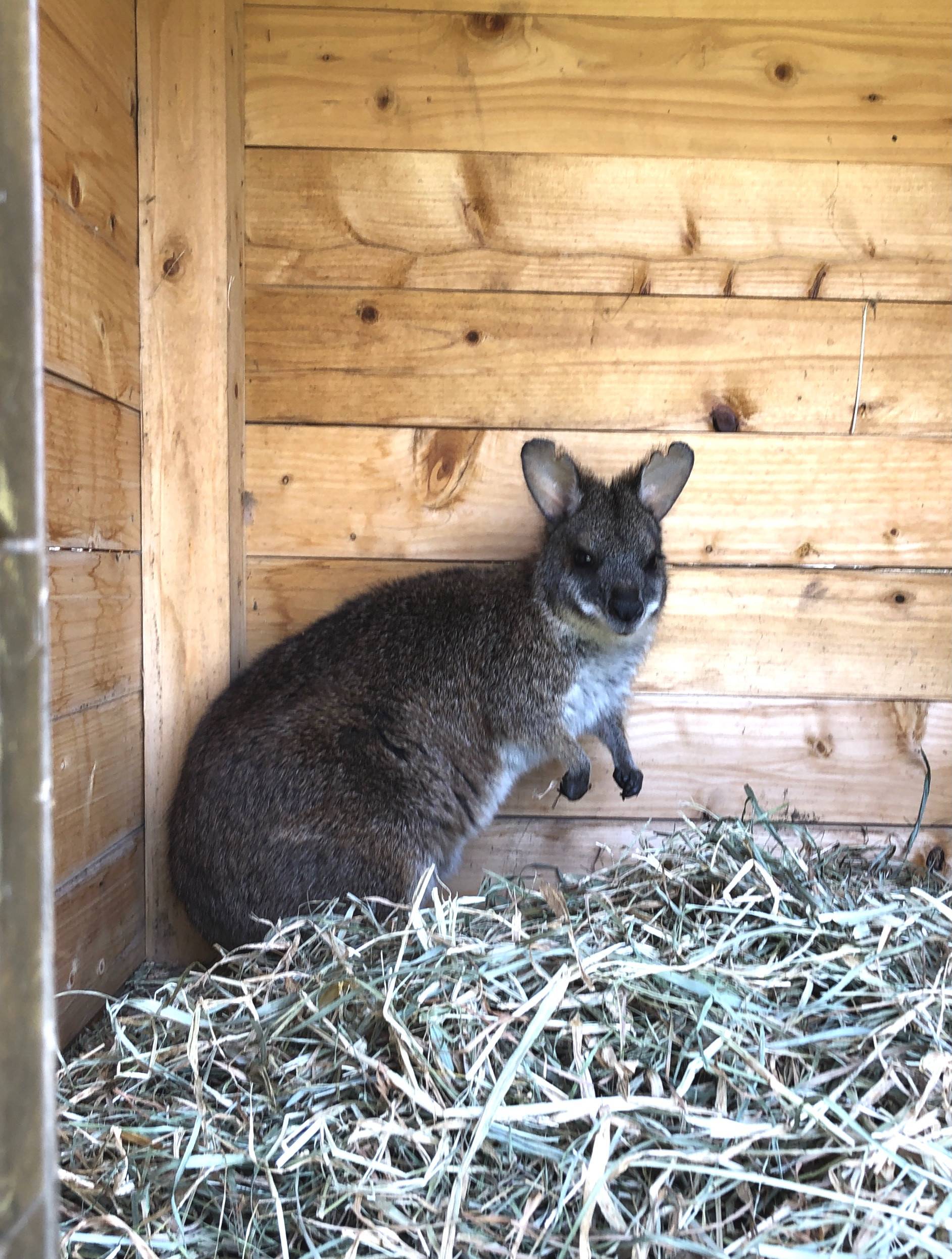 《パルマワラビー》暑い日も小屋で休息の写真
