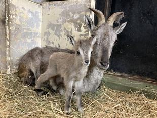 スーチョワンバーラルの赤ちゃんが生まれました!!