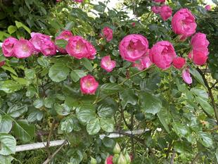 バラが見ごろを迎えています