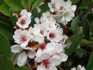 まもなく梅雨ですね