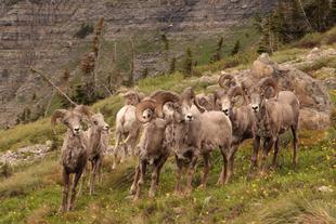 野生のオオツノヒツジに会いに！（最終回）　群れ編