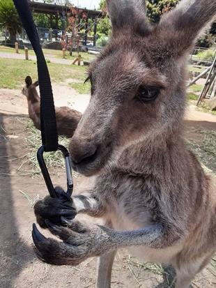 一緒にカンガルーの名前を覚えよう!! ~⑯ピョンチャン編~