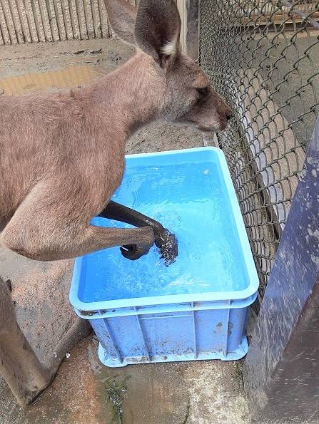 続・夏の風物詩の写真