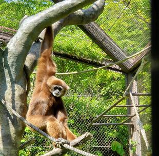 シロテテナガザル　インタンの朝