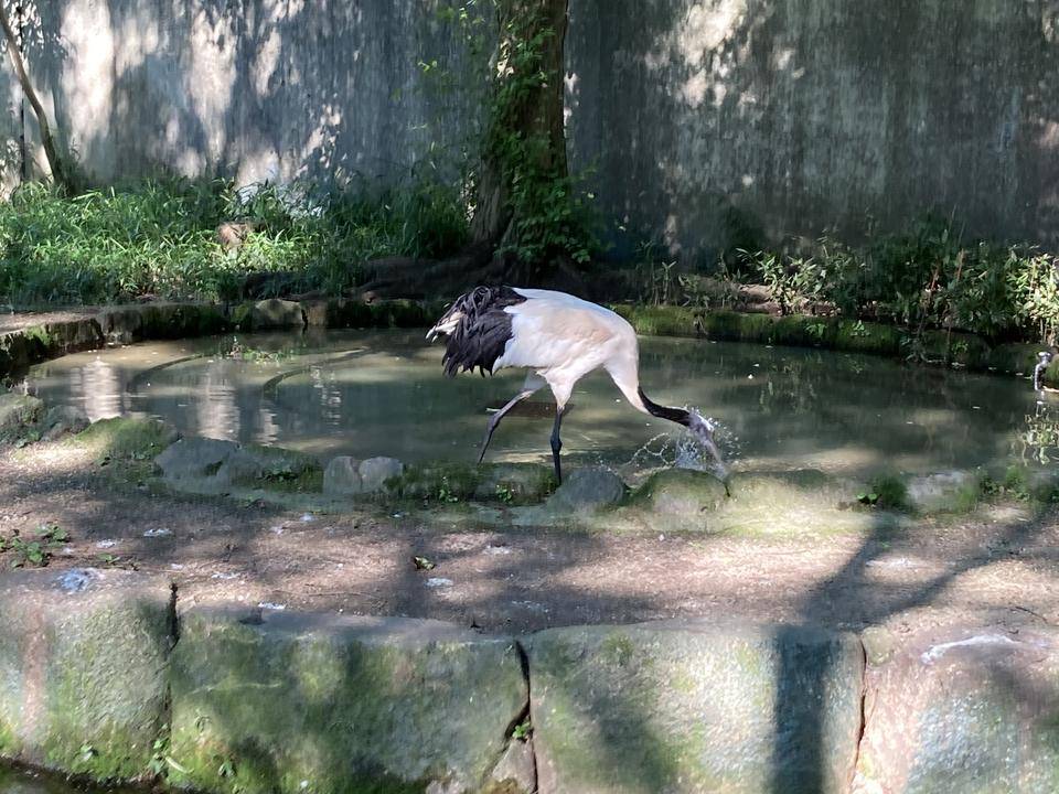 タイラ ハッピーバースデーの写真