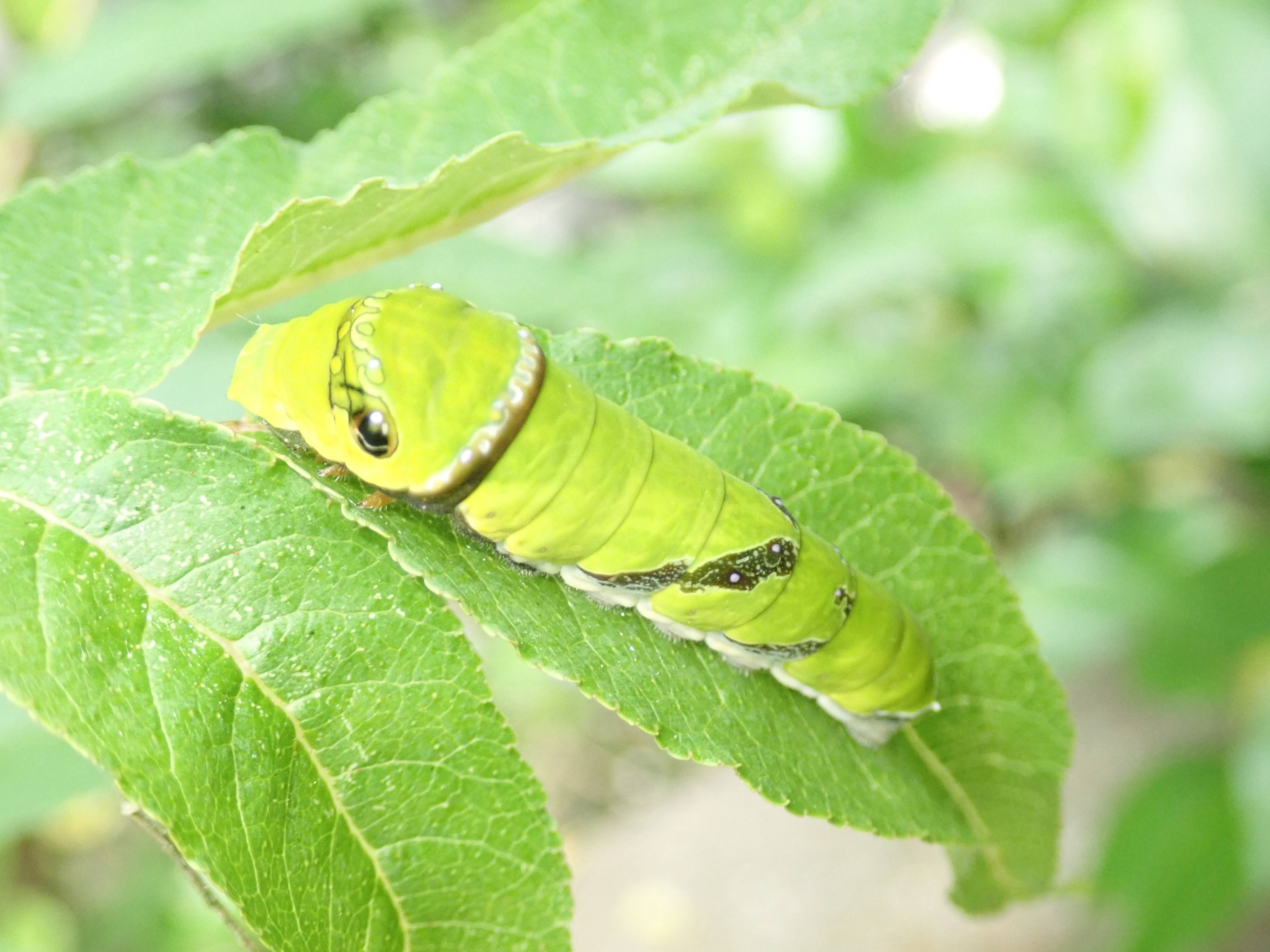神奈川県在住者限定 金沢動物園 宿題教室 虫の食べもの探し 募集は終了しました お知らせ 金沢動物園公式サイト 公益財団法人 横浜市緑の協会