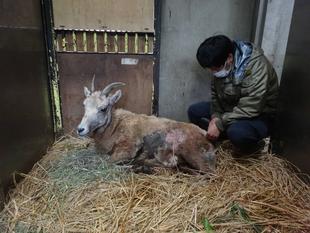 ハナコの闘病日記