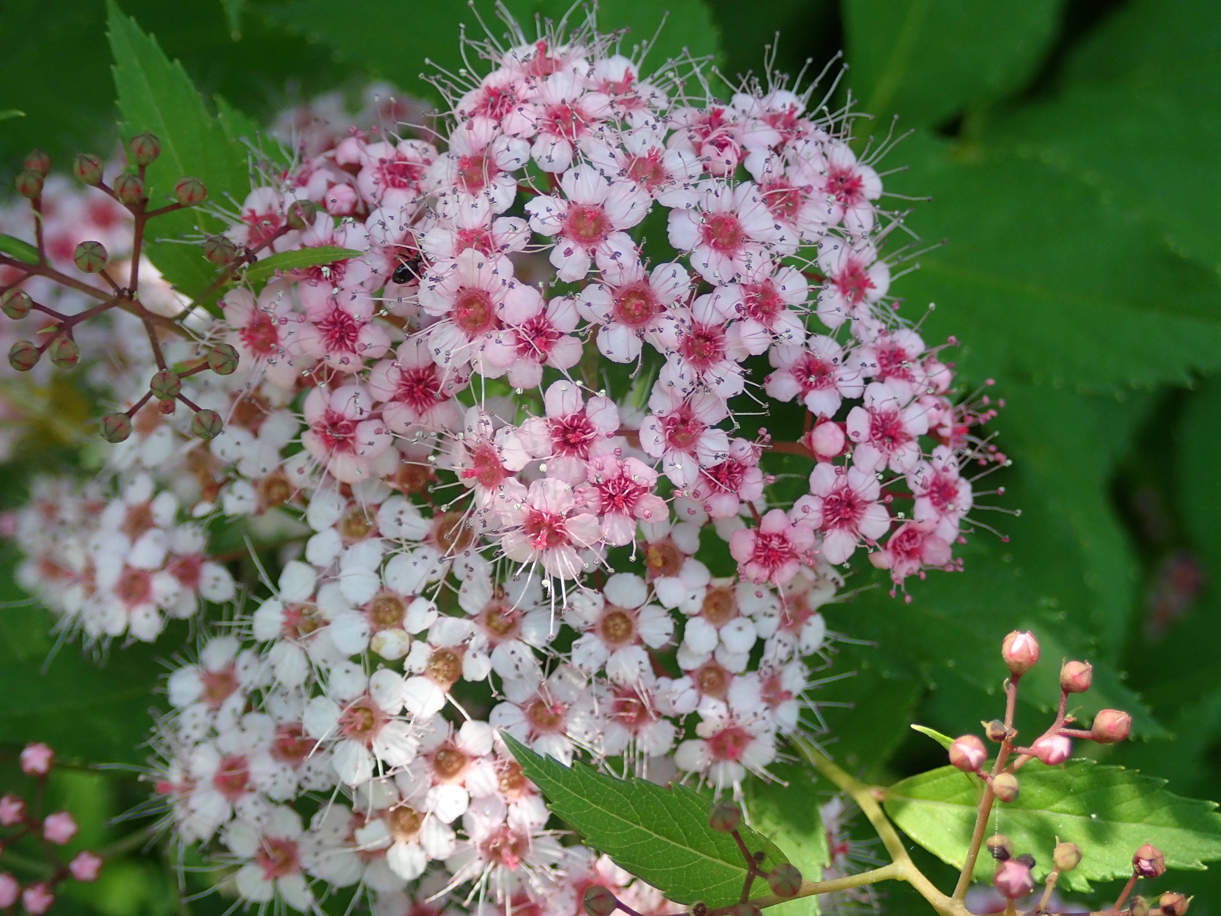 季節の花情報 6月上旬 イベント 講座 教室情報 金沢動物園公式サイト 公益財団法人 横浜市緑の協会 季節の花情報 6月上旬 イベント 講座 教室情報 金沢動物園公式サイト 公益財団法人 横浜市緑の協会