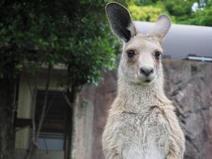 緒にカンガルーの名前を覚えよう！！ ～⑰ピタパン編～