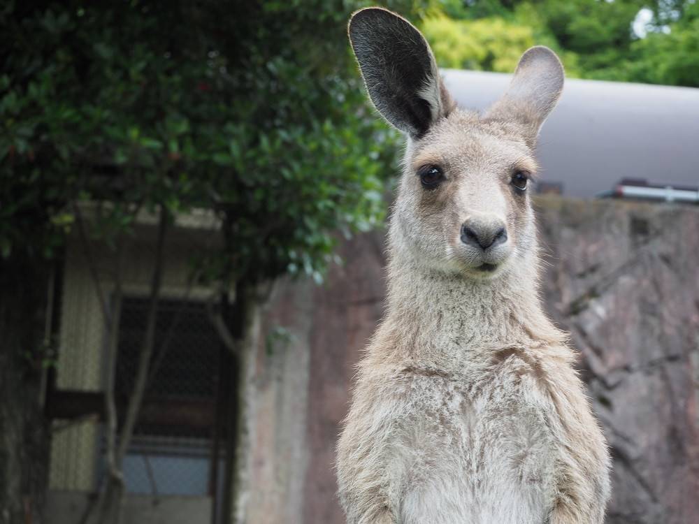 緒にカンガルーの名前を覚えよう!! ~⑰ピタパン編~の写真