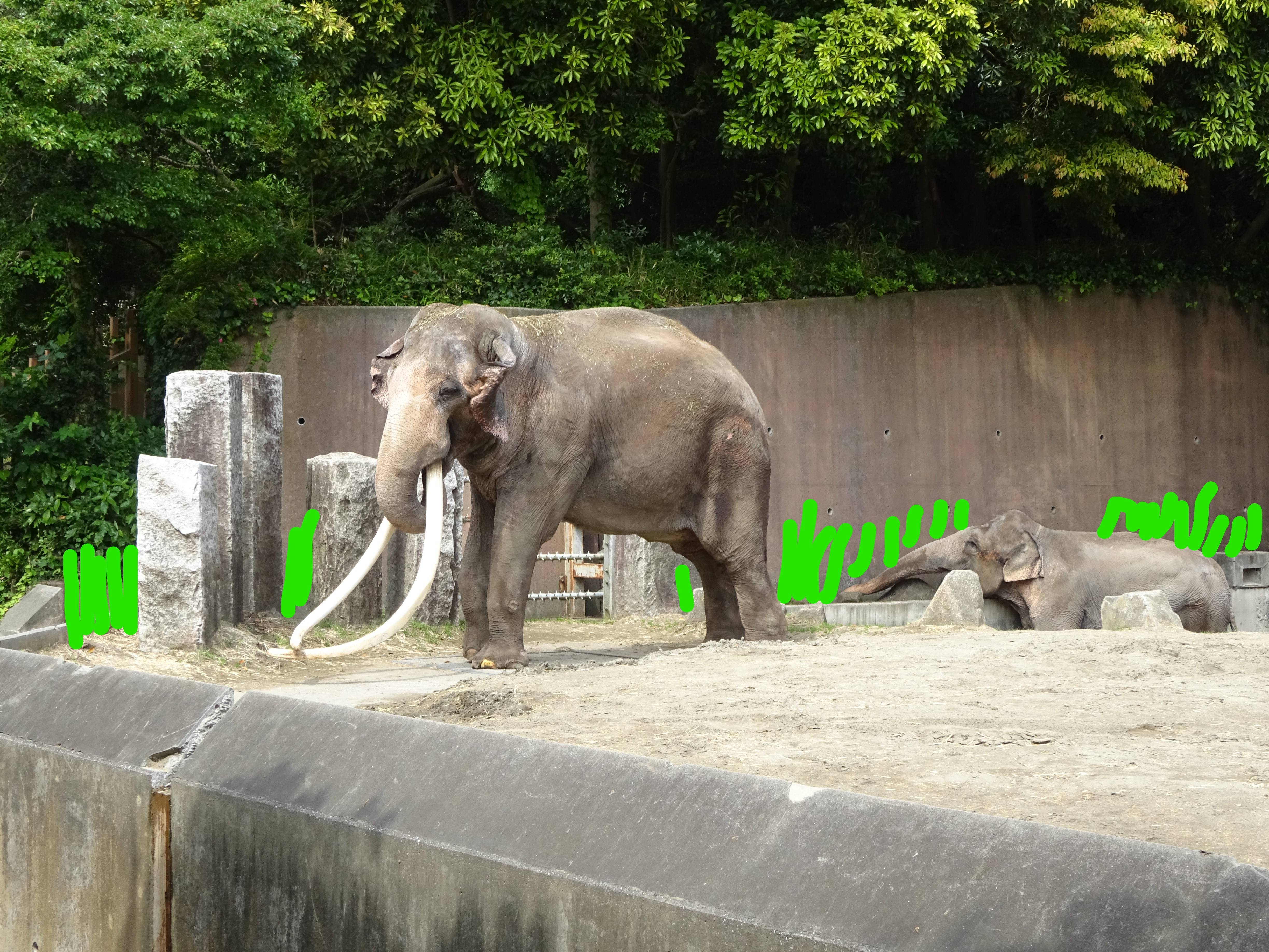 飼育員VSヨーコ 終わりなき戦いの写真