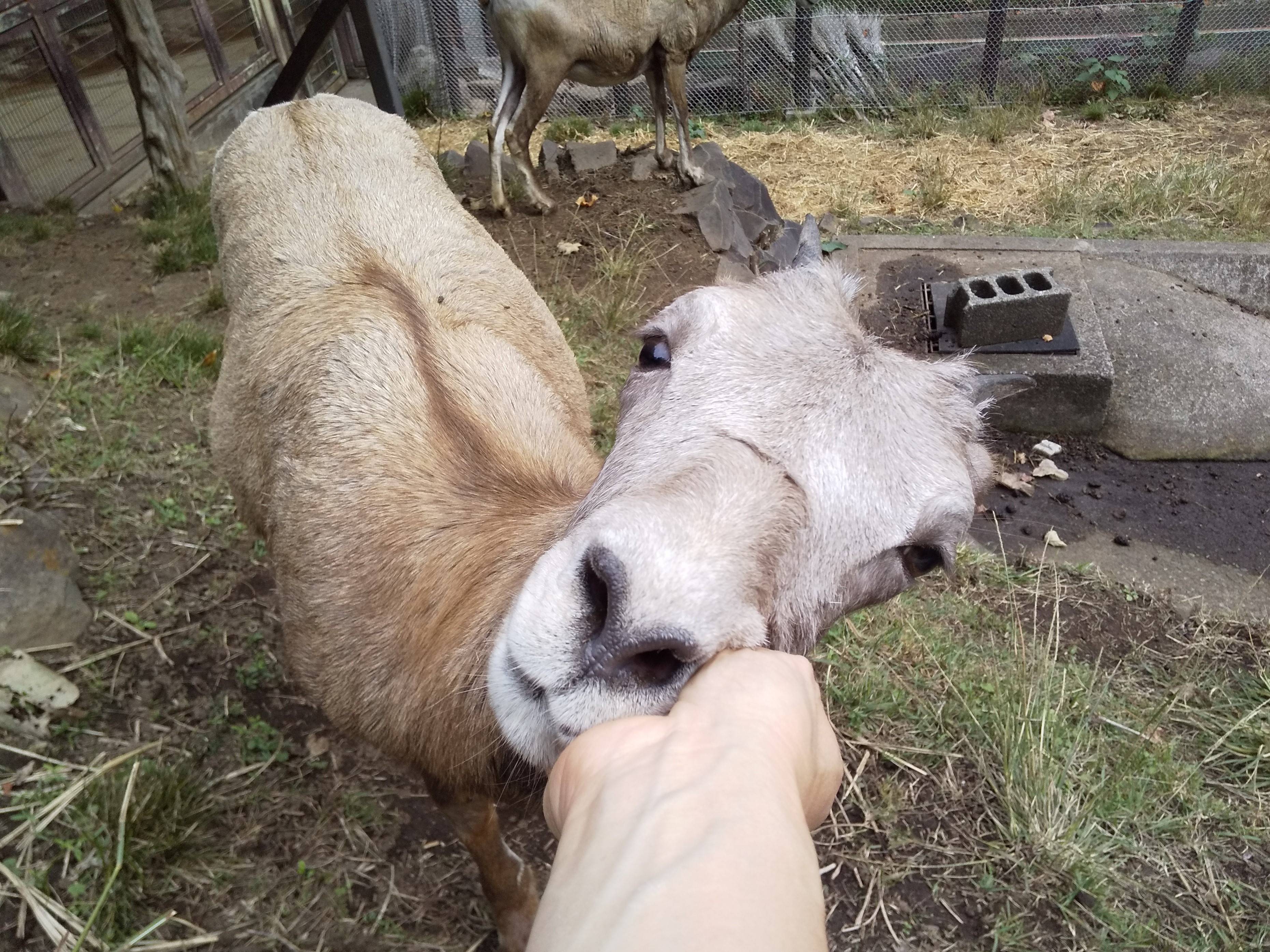 ヒツジだけどサラブレッド?の写真