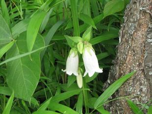 初夏です。梅雨は、いつ頃？