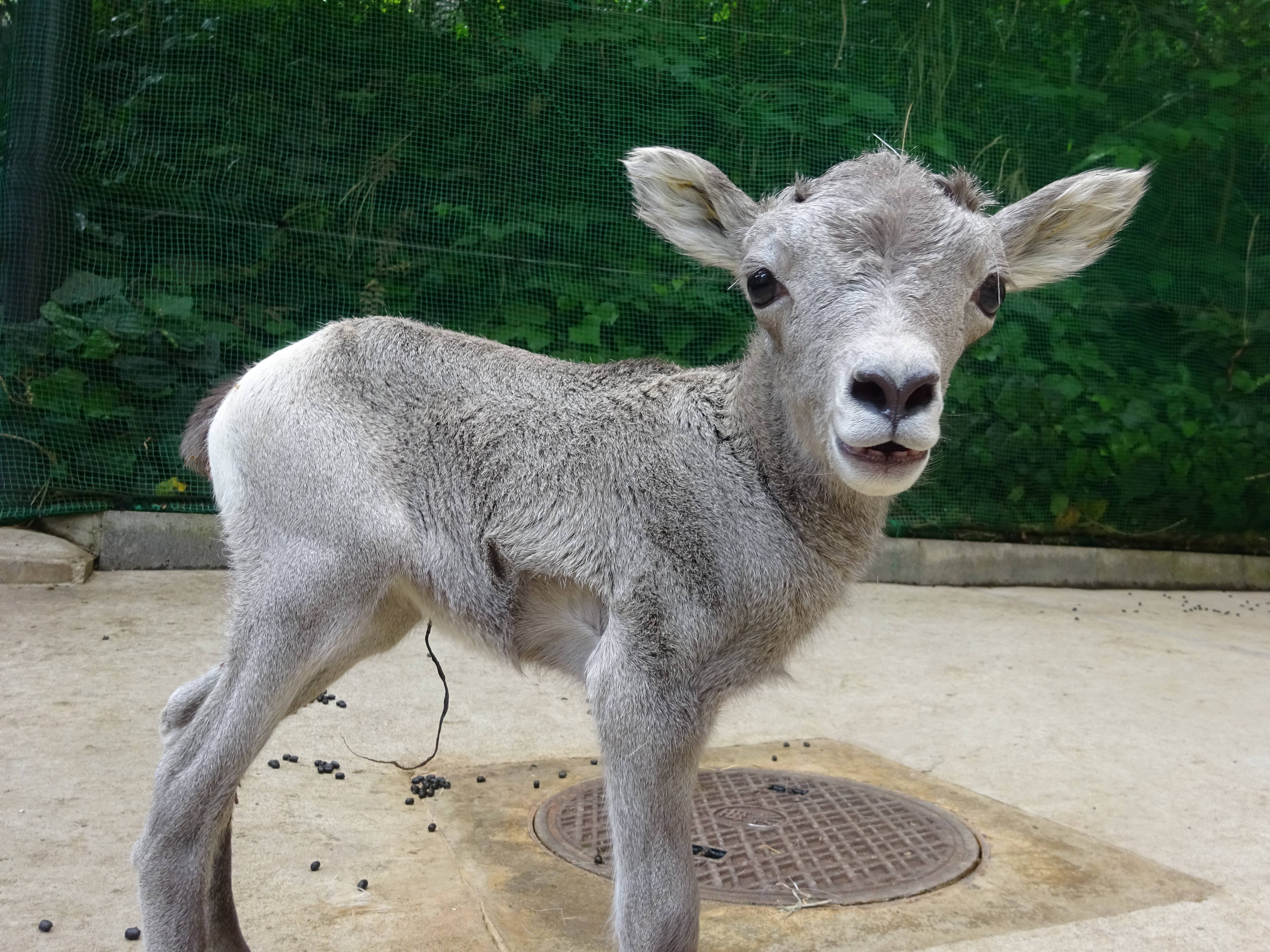 素敵な名前 オオきなツノのヒツジの日記 金沢動物園公式サイト 公益財団法人 横浜市緑の協会