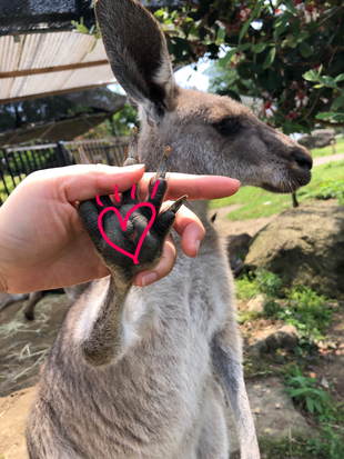  カンガルーの手