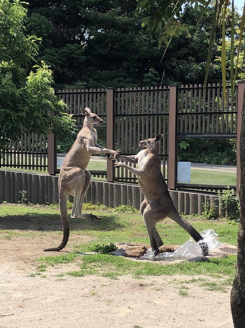 優雅な朝食から一転の写真